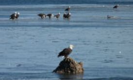 Bald Eagles At Loess Bluff National Wildlife Refuge